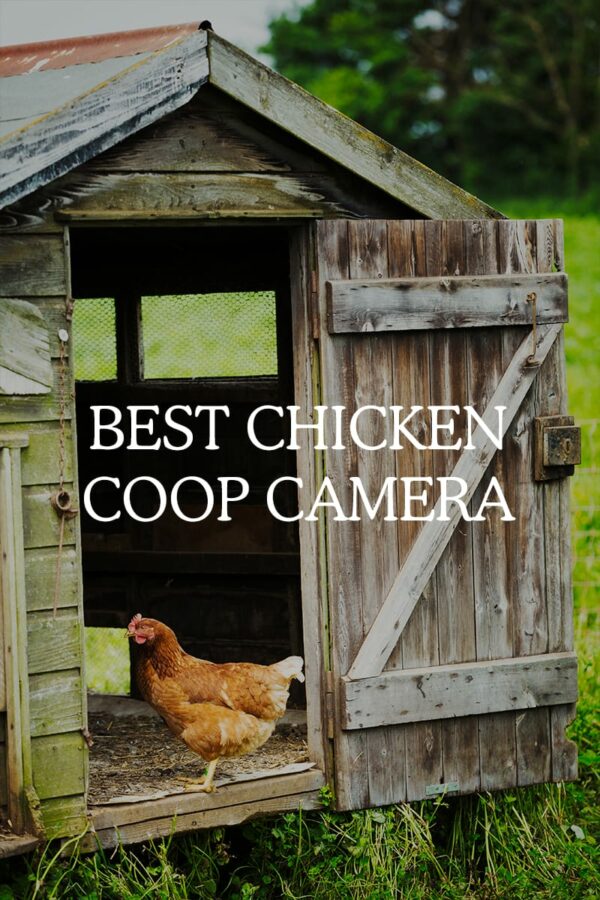 Best Chicken Coop Camera in 2023 (Reviews and Comparison)